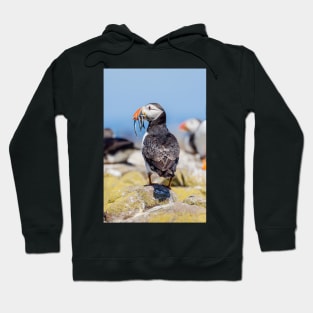 Atlantic Puffin with Sand Eels Hoodie